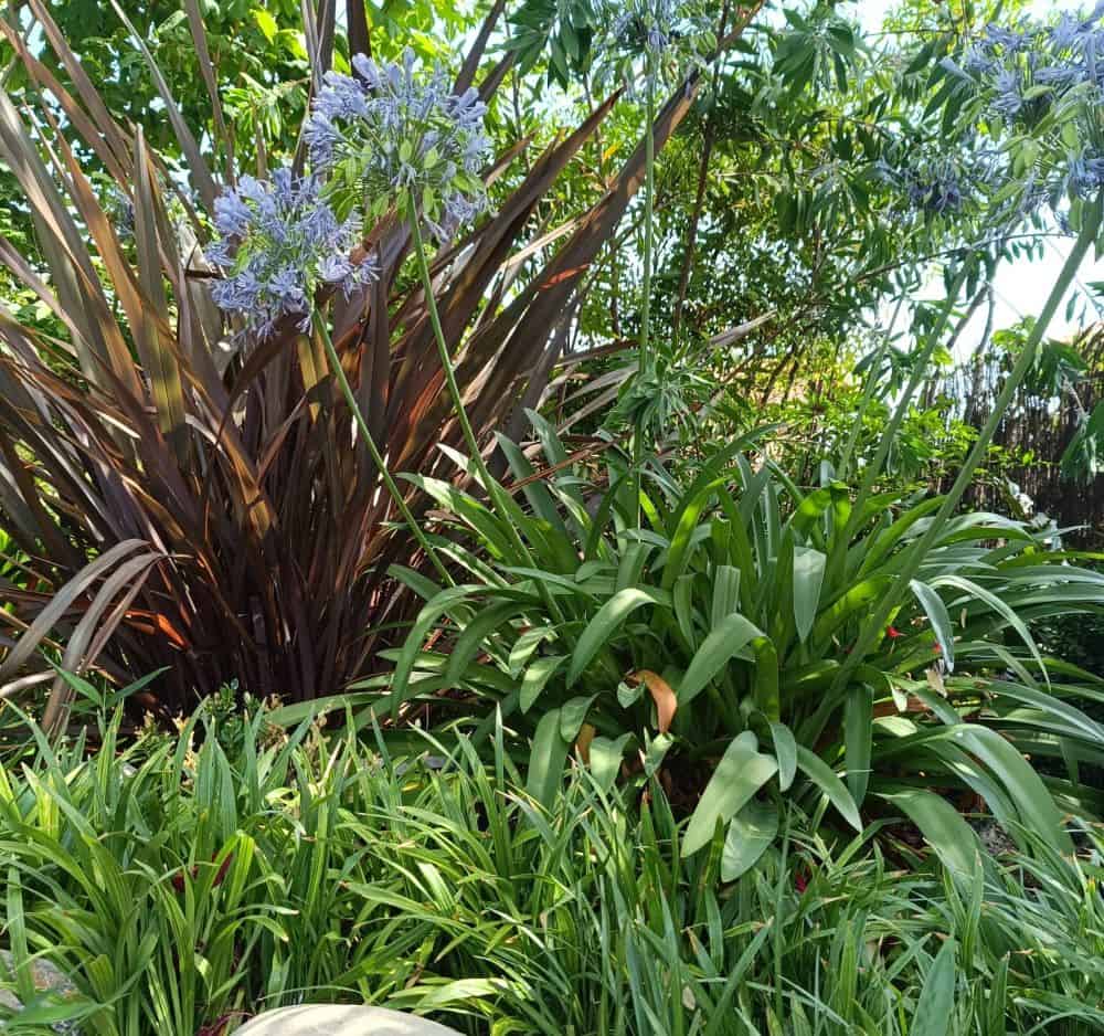 diversidad de plantas ornamentales en el jardín