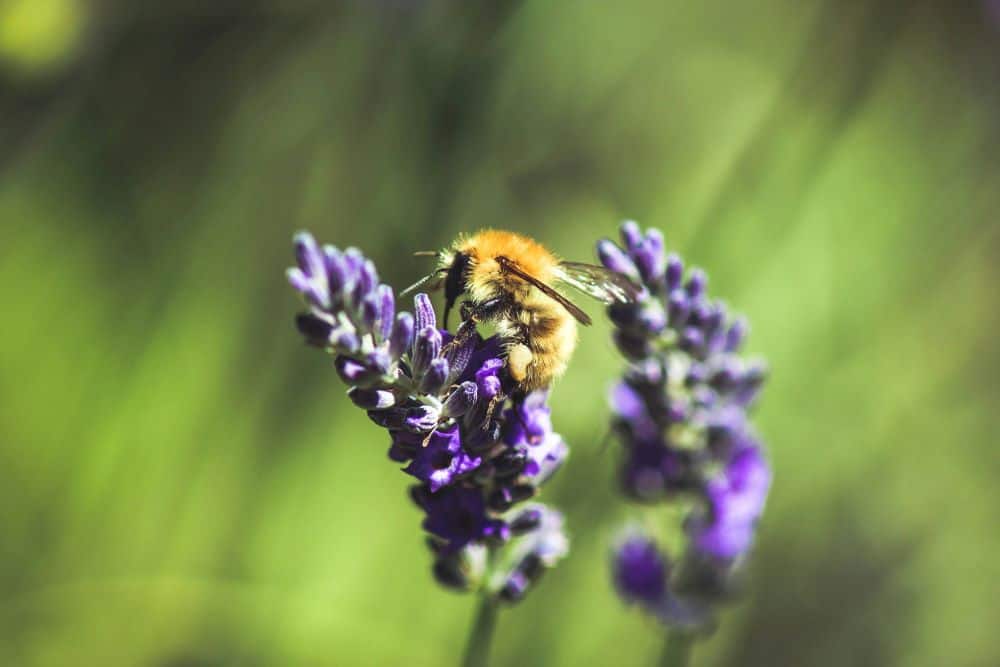 aumentar la biodiversidad con plantas aromáticas