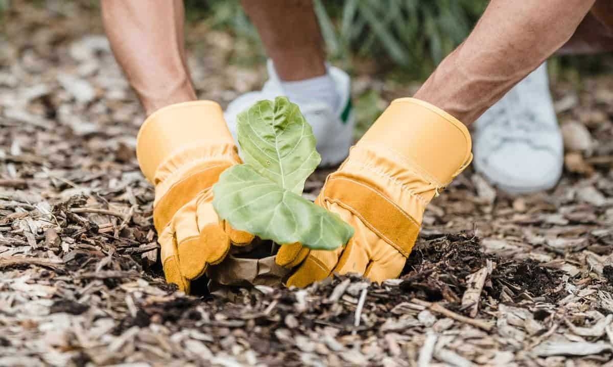 cómo plantar en otoño