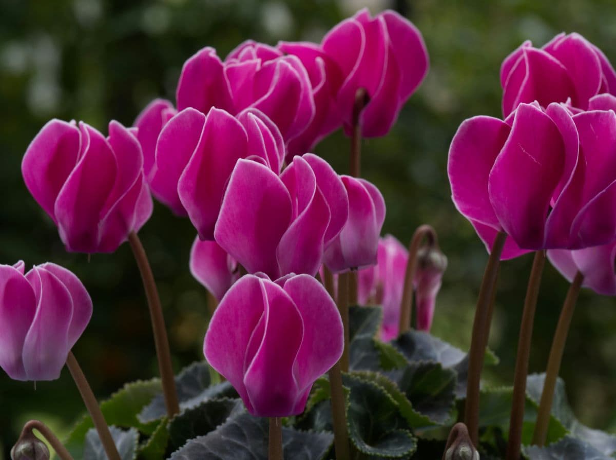 flores resistentes al frío