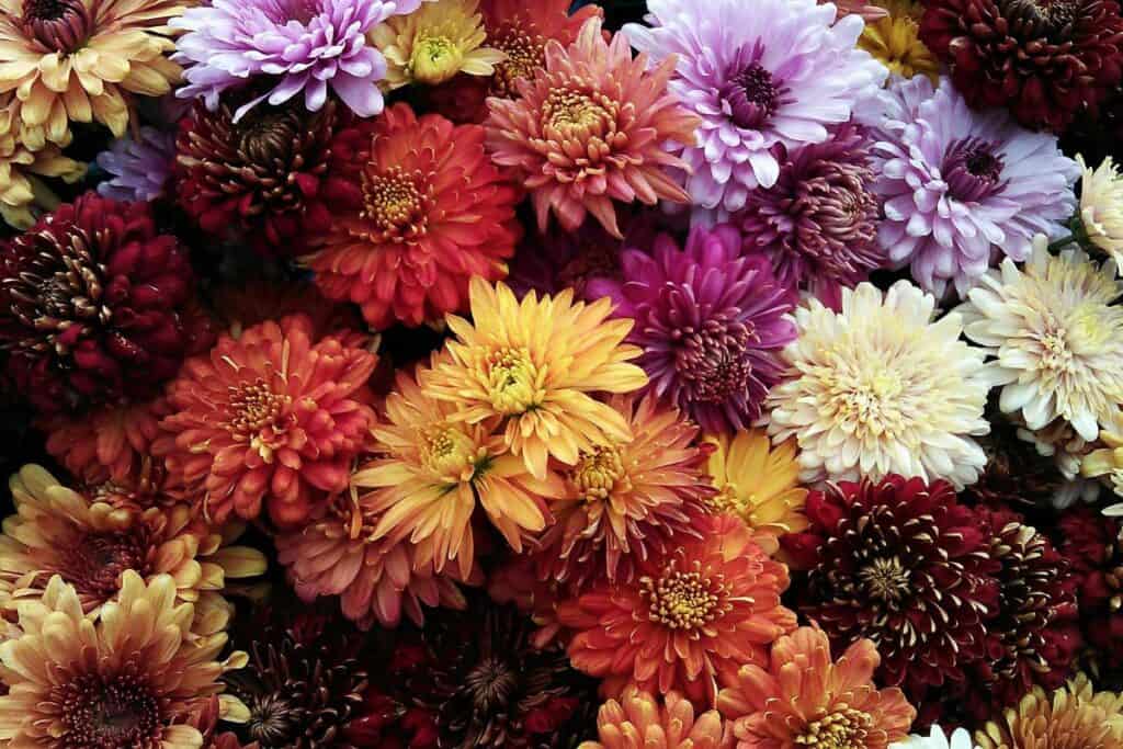 Plantas y flores resistentes al frío