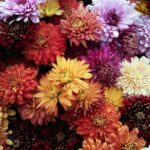 Plantas y flores resistentes al frío