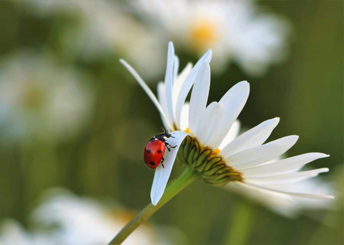 7 errores en el mantenimiento de jardines - Jardines Belloc